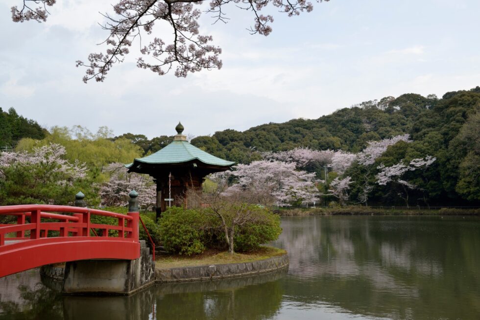 定光寺 桜|愛知県瀬戸市・尾張旭市・日進市でタクシーのご用命はマルセタクシーへ｜病院送迎・ケア施設送迎・お買い物 送迎などから、観光タクシー、空港タクシー、子育て支援タクシー、定期送迎タクシー、ジブリパークタクシーなども